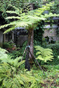 厦门植物园雨林植物
