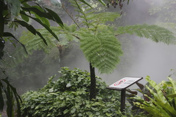 热带雨林植物园区