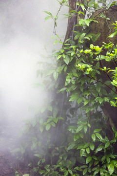 热带雨林植物园