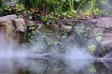 热带雨林植物园区 热带雨林