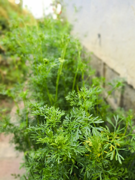 芫荽 香菜