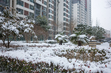 小区雪景