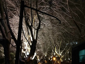 西湖夜景树木灯光