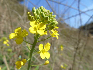 油菜花