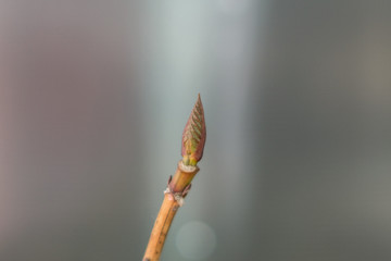 嫩芽