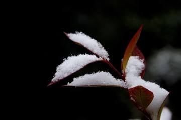 雪中红  白雪红叶