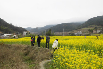 武平尧禄村油菜地