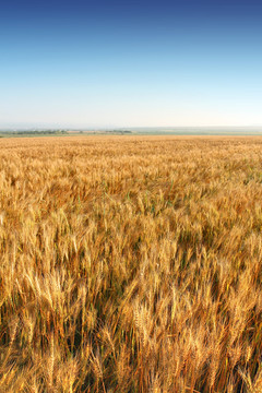 小麦 麦田 丰收 麦穗