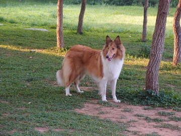 苏格兰牧羊犬