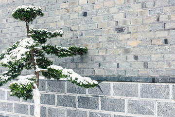 积雪的松树