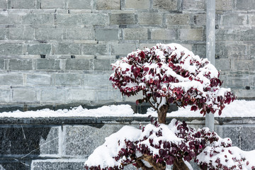 积雪的红叶树