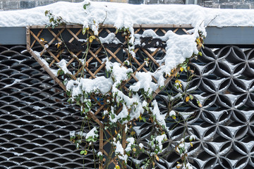 被雪覆盖的藤蔓
