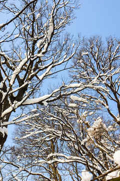 白雪覆盖的树枝