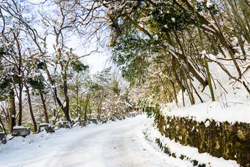 紫金山山道雪景