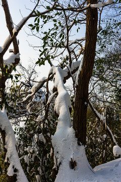 白雪覆盖的树枝