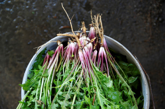 野菜