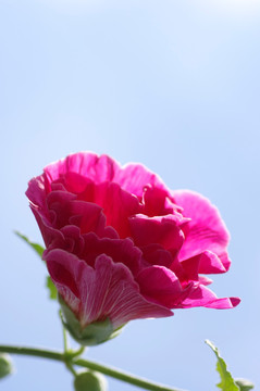 花瓣