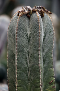 仙人球 厦门植物园