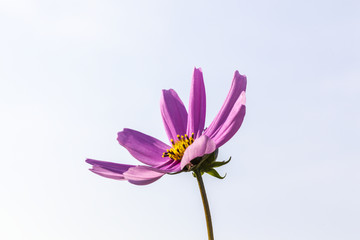 格桑花 花草 植物