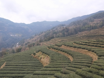 茶园风景