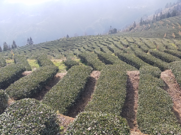 茶园风景