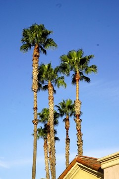 椰树和蓝天