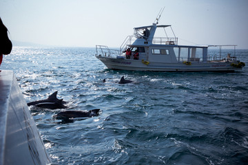 日本天草看海豚