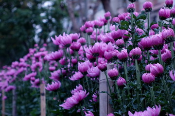 紫菊花