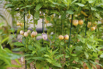 人参果 香瓜茄