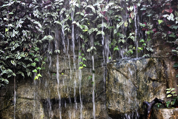 山石 流水 植物