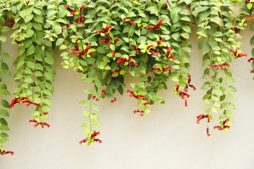 植物墙 绿植墙