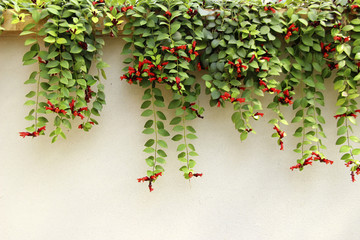 植物墙 绿植墙