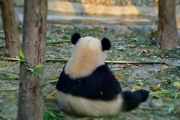 大熊猫背影特写高清摄影大图素材
