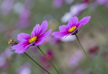 格桑花