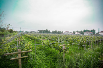 邗江乡村农家种植采摘园