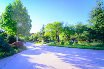 绿树