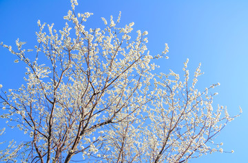 梨花