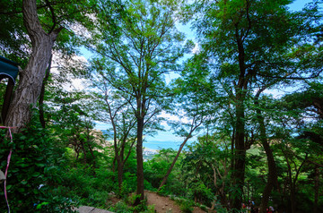 青岛崂山风景古树
