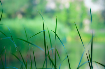 野草