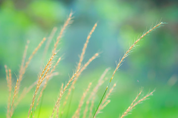 野草