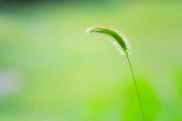 狗尾草