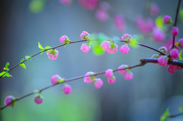 春天的花