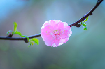 春天的花