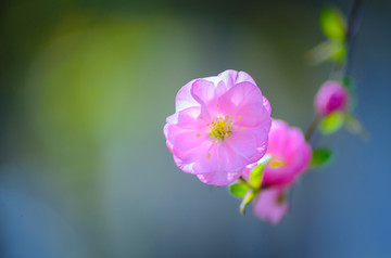 春天的花