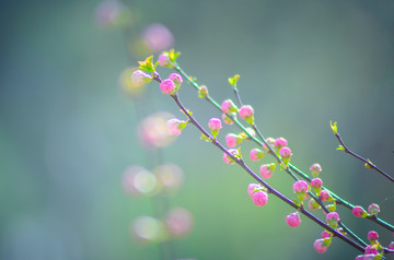 花蕾