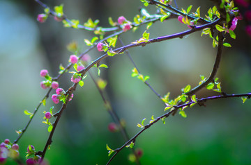 花蕾