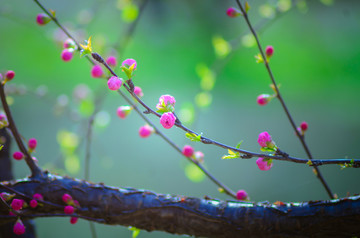 花蕾