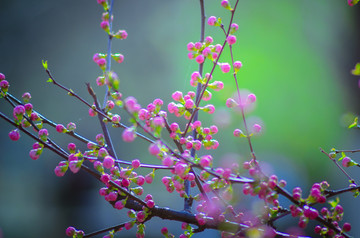 花蕾