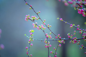 花蕾