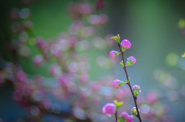 花蕾